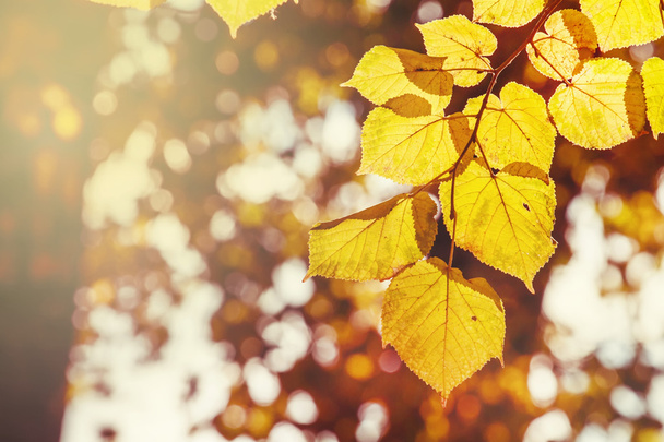 Herbst natürlichen Hintergrund mit gelben Lindenblättern  - Foto, Bild