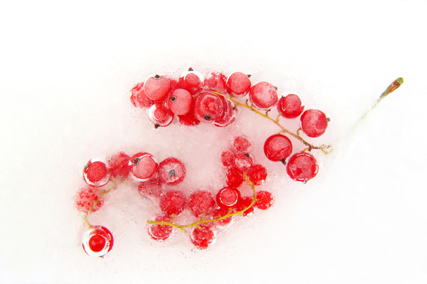 red berry currant frozen in the ice - Foto, imagen
