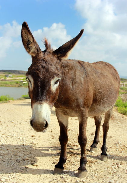 Curious donkey - Photo, Image