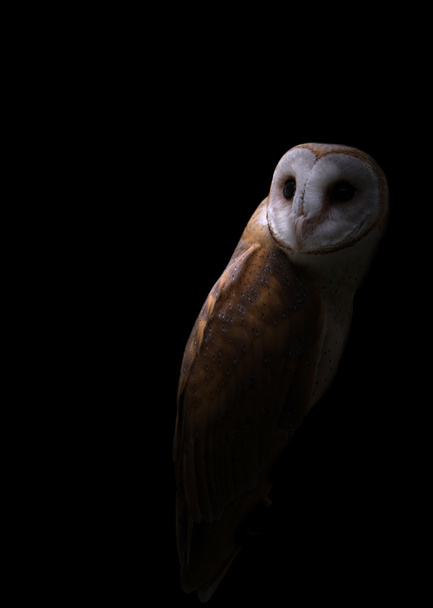 common barn owl in the dark - Photo, Image