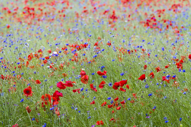 Wildflower Meadow - Photo, Image