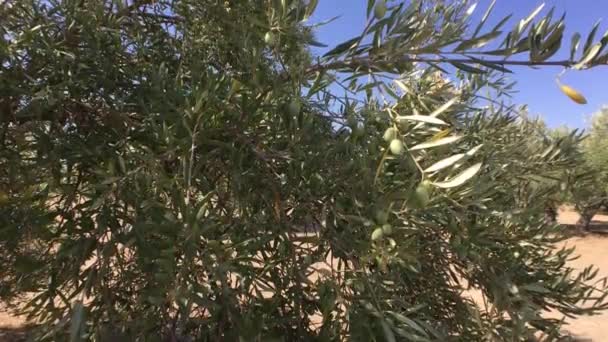 Plantação de oliveiras. A câmera se move lentamente entre as oliveiras, Jaen, Espanha
 - Filmagem, Vídeo