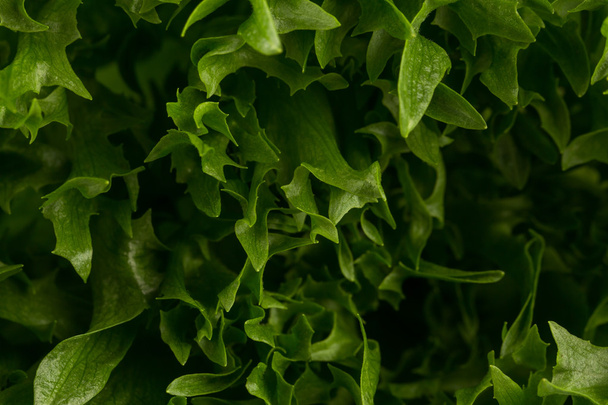Friss saláta textúra - Fotó, kép