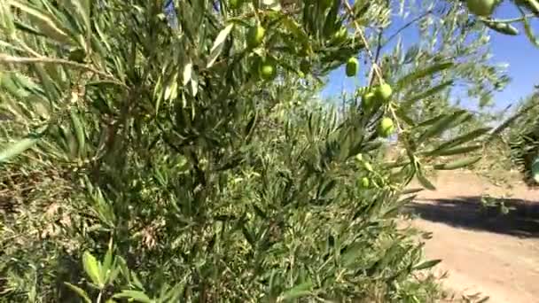 Piantagione di ulivi. La fotocamera si muove lentamente tra gli ulivi, Jaen, Spagna
 - Filmati, video