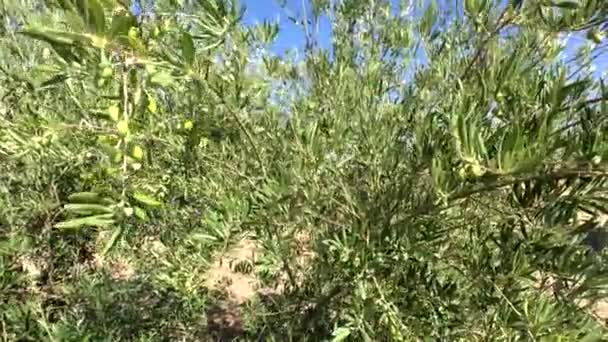 Olijfbomen plantage. De camera beweegt langzaam tussen de olijfbomen, Jaen, Spanje - Video