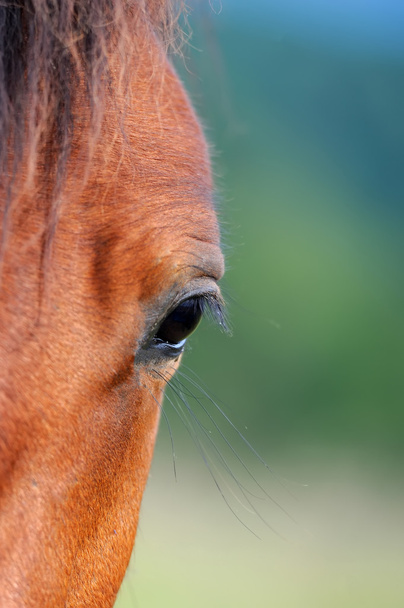 A Arabian bay ló szem - Fotó, kép