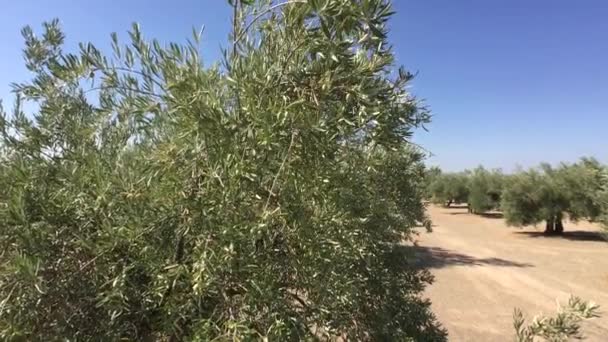 Plantacja drzew oliwnych. Aparat porusza się powoli między drzewami oliwnymi, Jaen, Hiszpania - Materiał filmowy, wideo