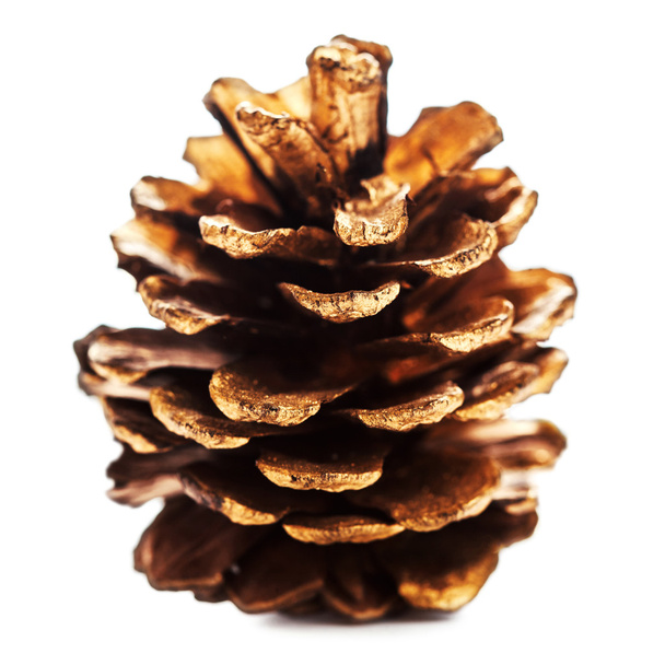 Golden Christmas pine cone - Zdjęcie, obraz