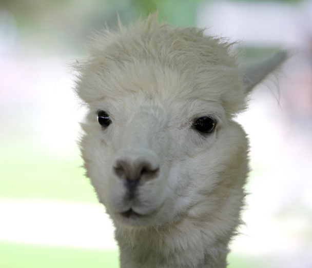 museau d'un jeune lama à fourrure blanche
 - Photo, image