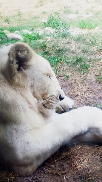 Portréja egy fehér oroszlán alszik a földön - Fotó, kép