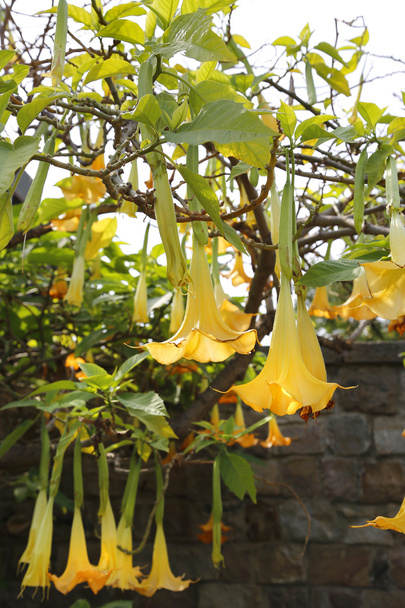 Yellow brugmansia named angels trumpet or Datura flower  - Photo, Image