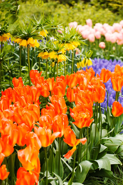 spring garden with flowers  - 写真・画像