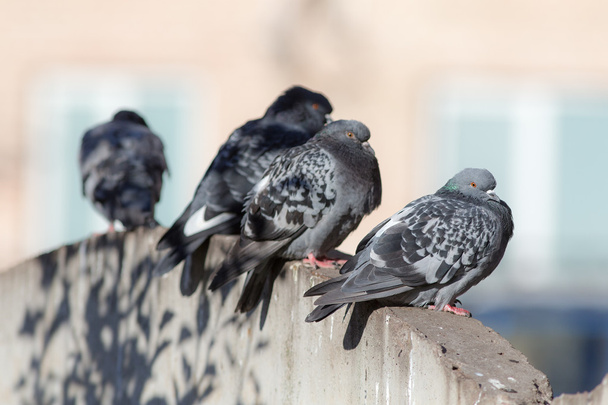 pigeons on a stone wall - Фото, изображение