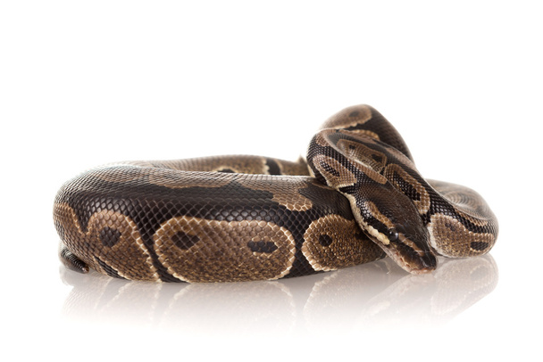 schöne Python, Schlange - Foto, Bild