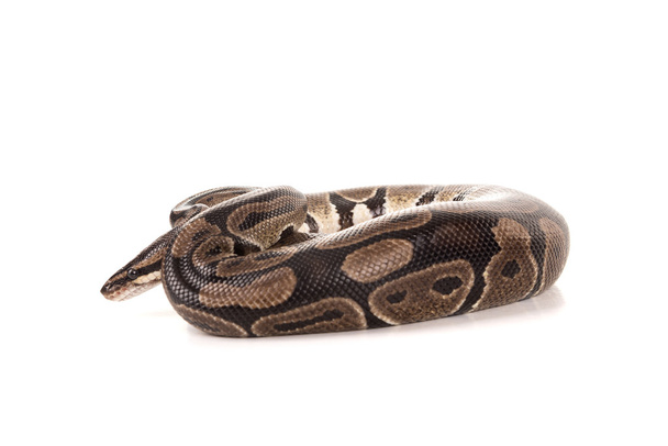 Krásná python, had - Fotografie, Obrázek