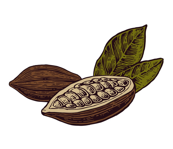Leaves and fruits of cocoa beans. - Vektor, kép
