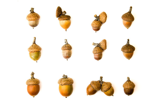 Many dried autumn acorns on over white - Photo, Image