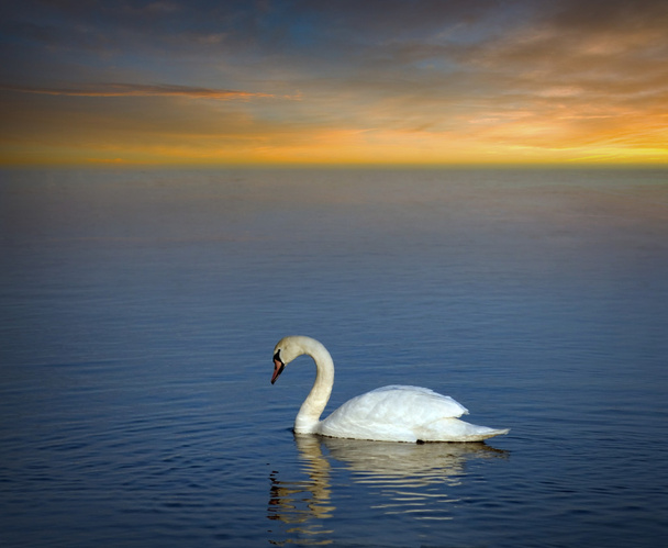 Cisne en la luz de la noche
 - Foto, imagen