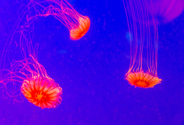 red jellyfish in Seoul Coex Oceanarium - Foto, imagen