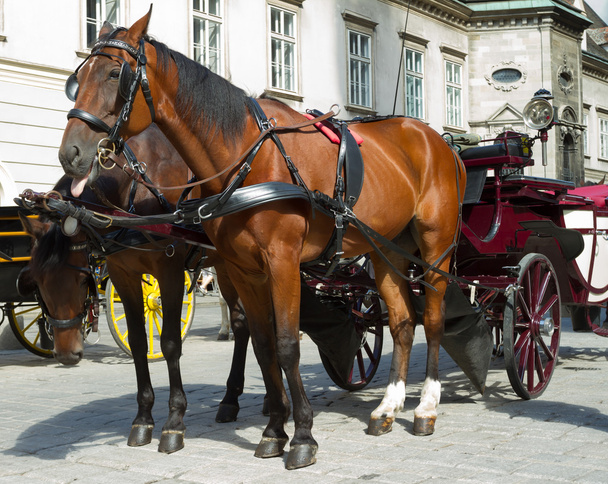 Horse-drawn Carriage in Vienna - Foto, Imagen