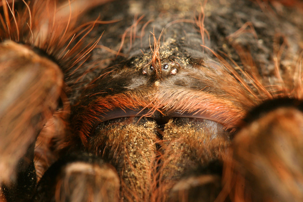 brazylijski czerwony tarantula - Zdjęcie, obraz