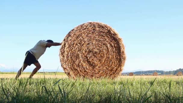fardos de heno en el campo después de la cosecha - Imágenes, Vídeo