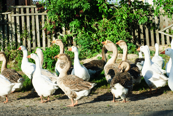 Rebanho de gansos brancos e marrons frente da palidez
 - Foto, Imagem