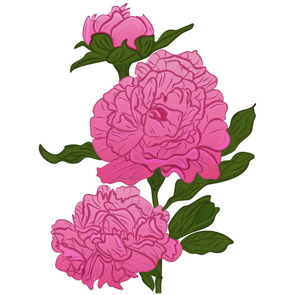 Vector dibujos animados peonías rosadas bosquejo peonías
 - Vector, Imagen