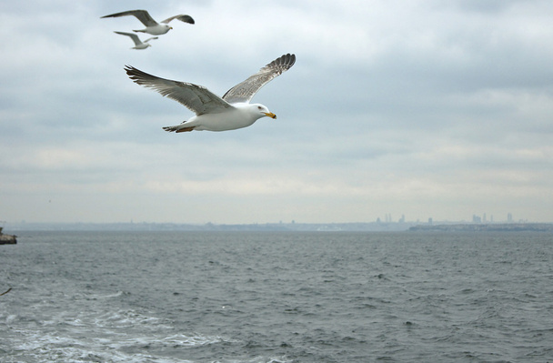 Flying Gulls - Photo, Image