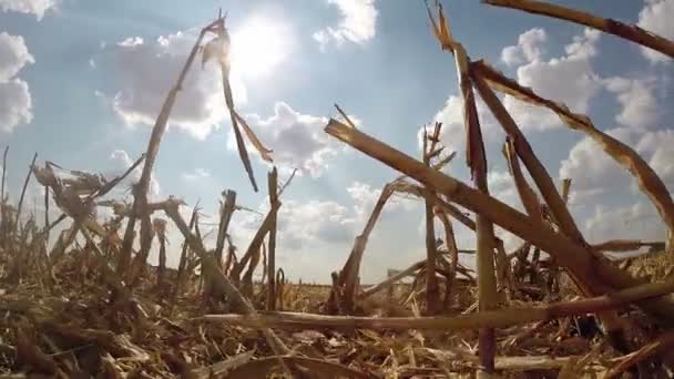 Maisstoppelfeld nach der Ernte Blick von unten - Filmmaterial, Video