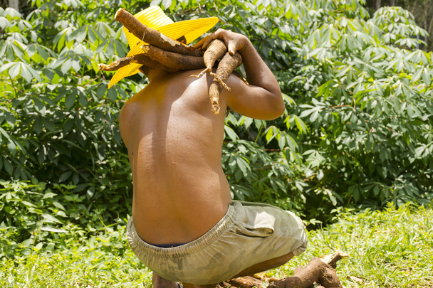 Maniok auf der Schulter des Bauern auf der Casavaplantage im Hintergrund - Foto, Bild
