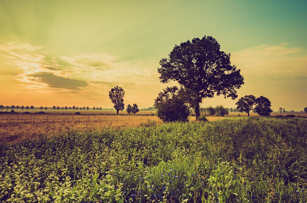Foto vintage dell'alba estiva sul grano saraceno in fiore
 - Foto, immagini
