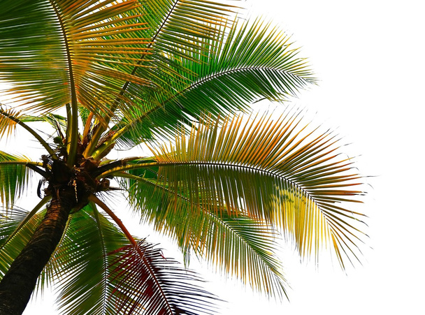 Kookospalmun perspektiivi
 - Valokuva, kuva
