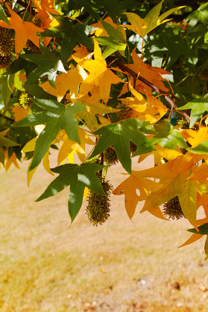 Осінні кольори - жовті японські листя кленового дерева (Acer palmum
 - Фото, зображення