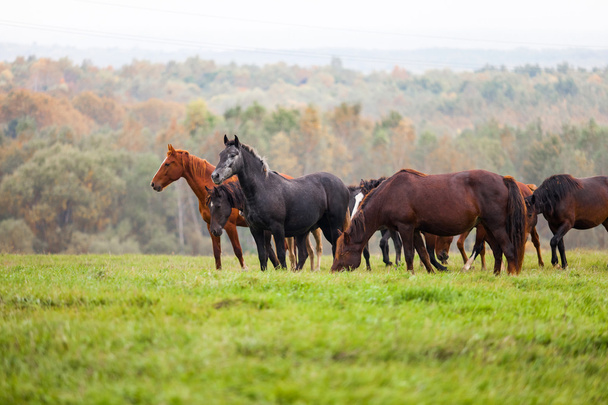 馬の牧草地に放牧 - 写真・画像