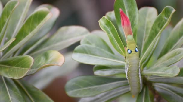Nachtvlinder larven of rupsen eten bespotten Azalea bloem - Video