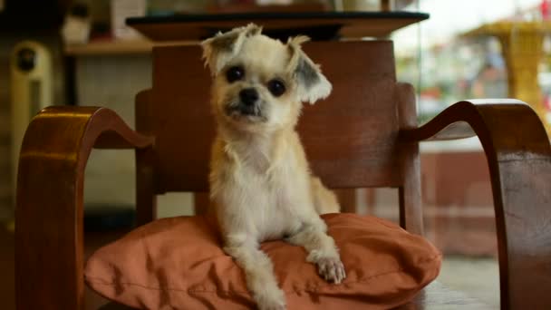 Hund so süß auf Stuhl - Filmmaterial, Video