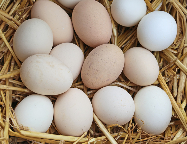 molte uova di gallina nel cestino
 - Foto, immagini