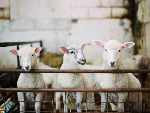 Trois jeunes agneaux dans un enclos
 - Photo, image