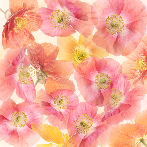Fleurs de pavot Blossom
  - Photo, image