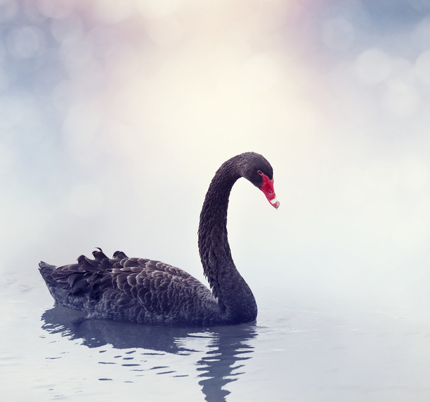 Black Swan Swimming - Photo, Image