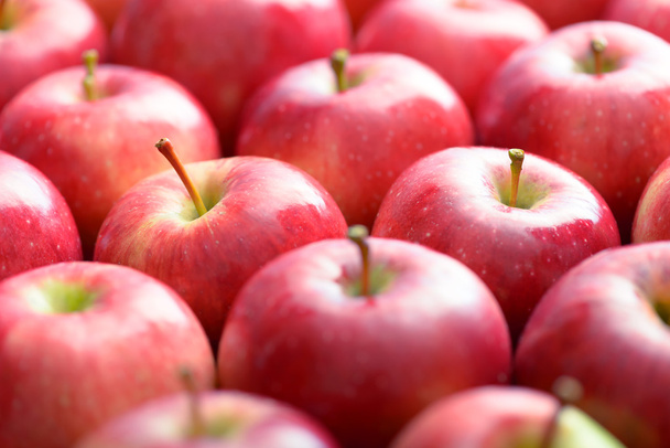 Red ripe apples - Foto, imagen