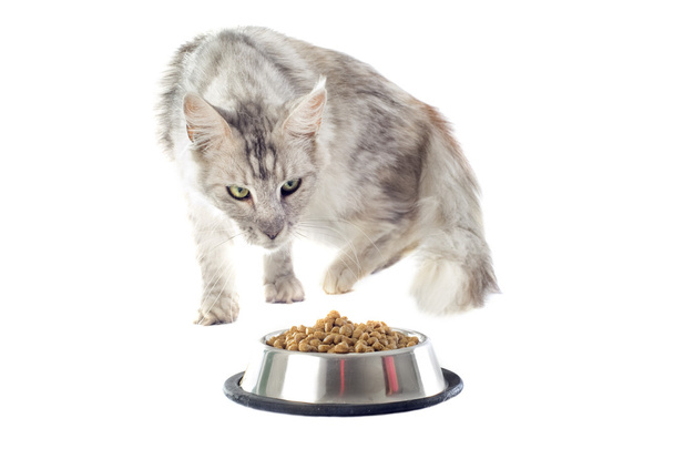 Maine mapache gato y gato comida
 - Foto, Imagen