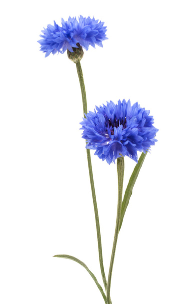 Blue Cornflowers Herb  - Foto, Imagem