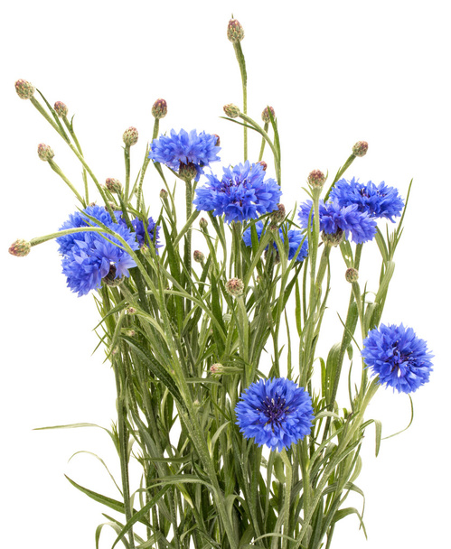 Blauwe korenbloemen kruid  - Foto, afbeelding