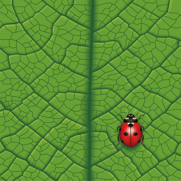 Ladybug - Vektor, Bild