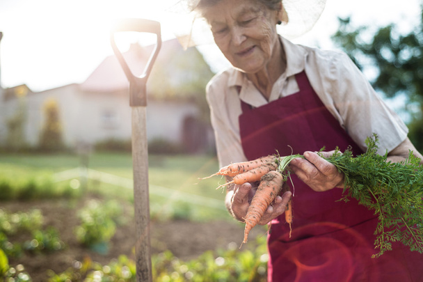Senior woman in garden holding carrots  - Fotoğraf, Görsel