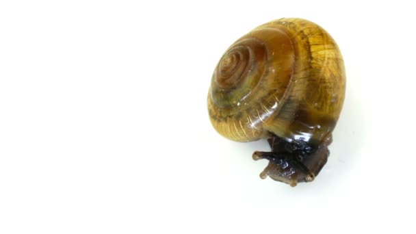 Glass Snail - Footage, Video