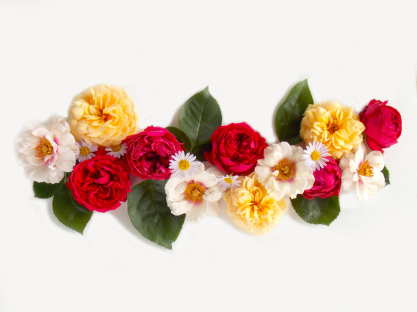 Beautiful English rose flower on white background - Foto, imagen