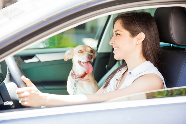woman driving a car with her dog - Φωτογραφία, εικόνα